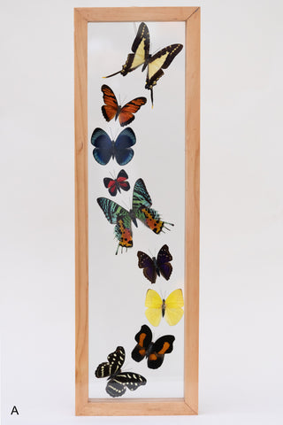 Framed Butterfly Species